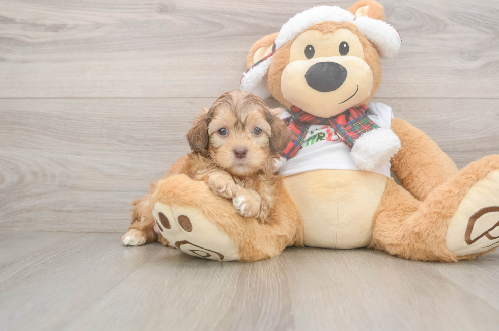 5 week old Shih Poo Puppy For Sale - Puppy Love PR