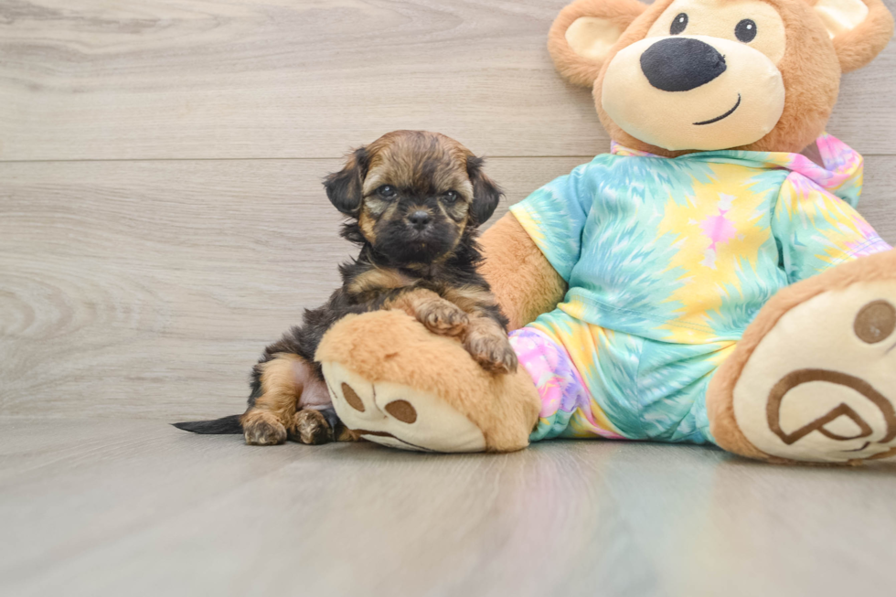 Shih Poo Pup Being Cute