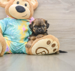 5 week old Shih Poo Puppy For Sale - Puppy Love PR