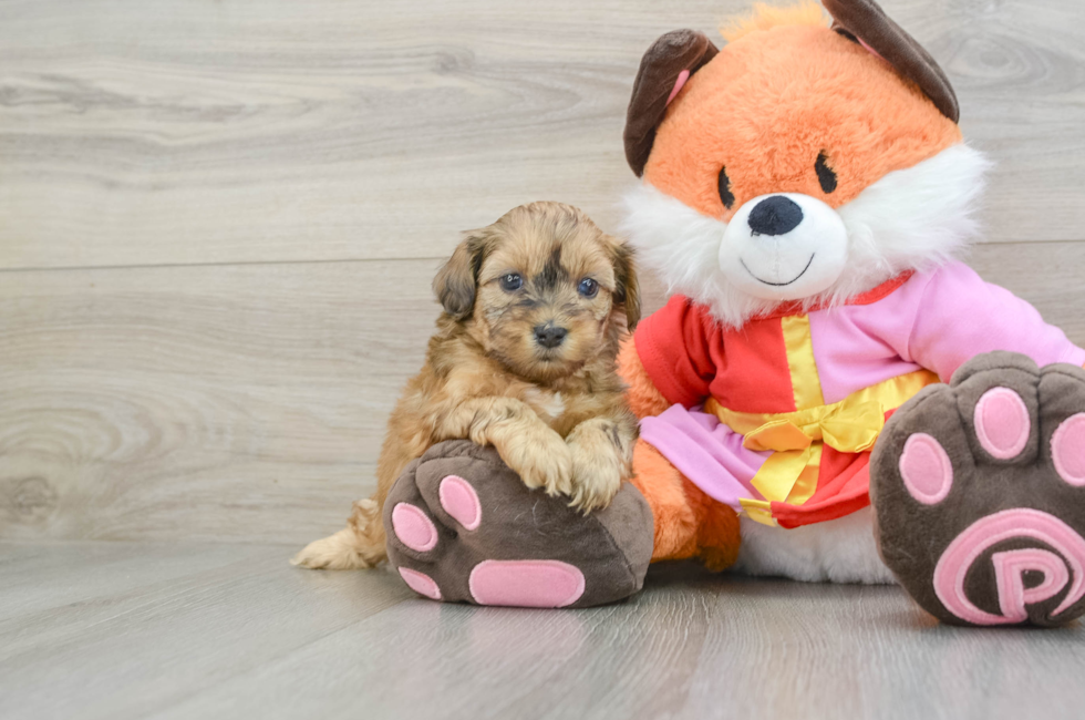 5 week old Shih Poo Puppy For Sale - Puppy Love PR