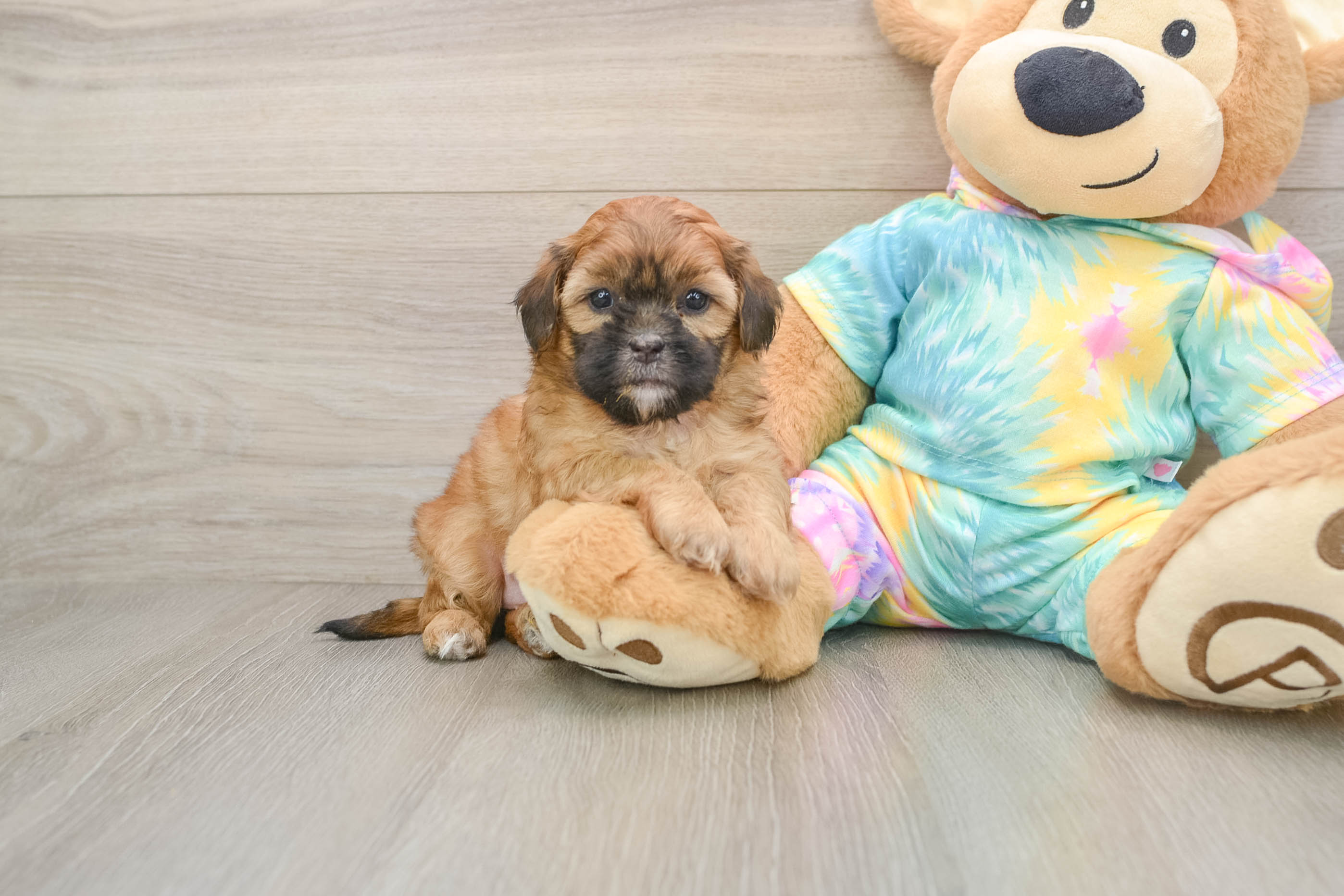 Shih Poo Puppy for Adoption