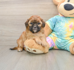 5 week old Shih Poo Puppy For Sale - Puppy Love PR