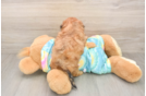 Playful Shihpoo Poodle Mix Puppy