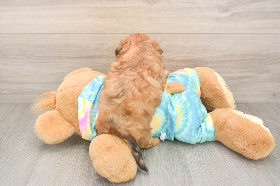 Playful Shihpoo Poodle Mix Puppy