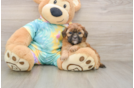 Smart Shih Poo Poodle Mix Pup