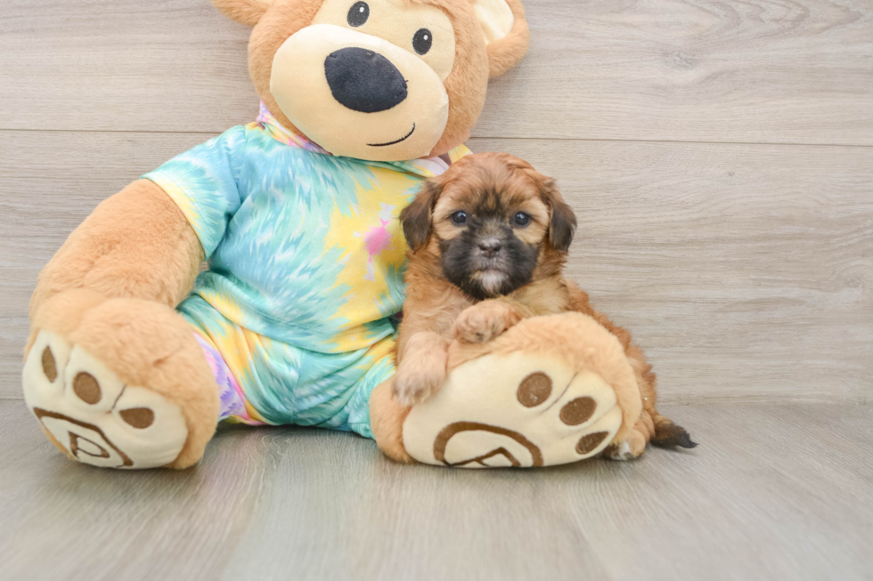 Smart Shih Poo Poodle Mix Pup
