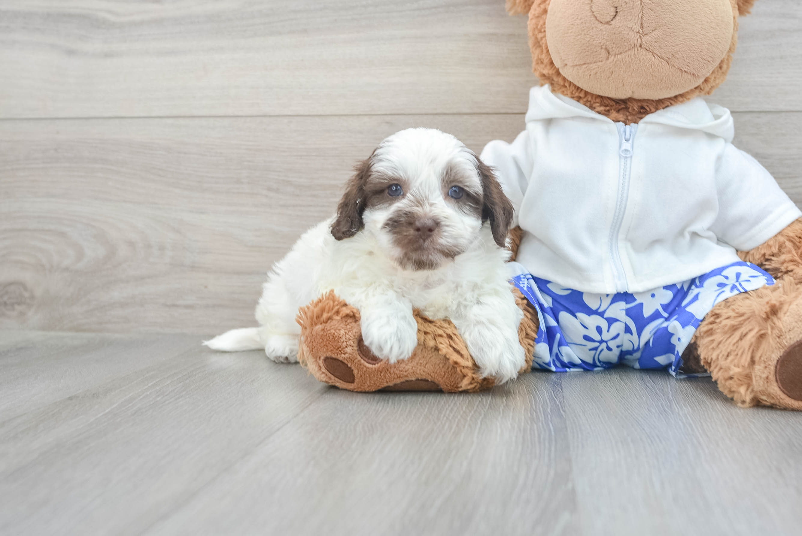 Petite Shih Poo Poodle Mix Pup