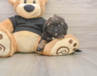 7 week old Shih Poo Puppy For Sale - Puppy Love PR