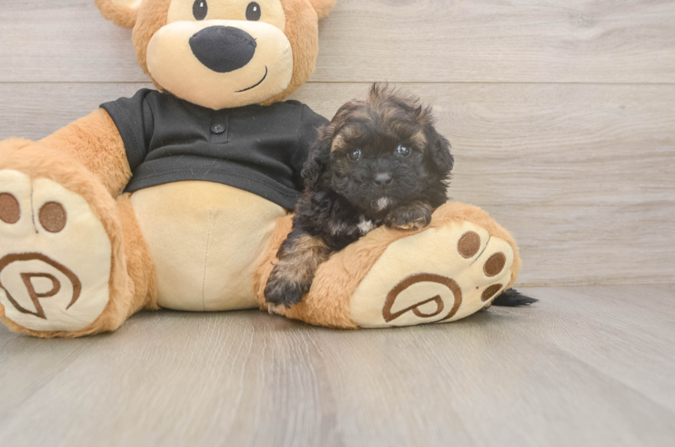7 week old Shih Poo Puppy For Sale - Puppy Love PR