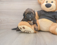 7 week old Shih Poo Puppy For Sale - Puppy Love PR