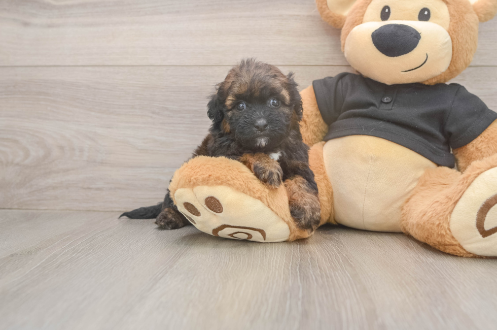 7 week old Shih Poo Puppy For Sale - Puppy Love PR