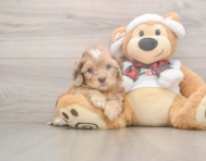 6 week old Shih Poo Puppy For Sale - Puppy Love PR