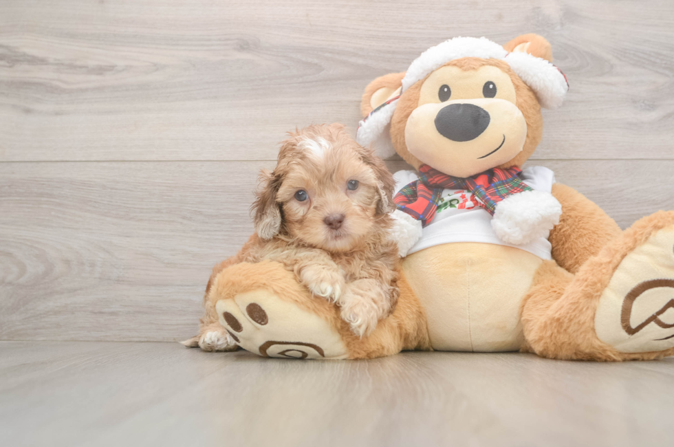 5 week old Shih Poo Puppy For Sale - Puppy Love PR