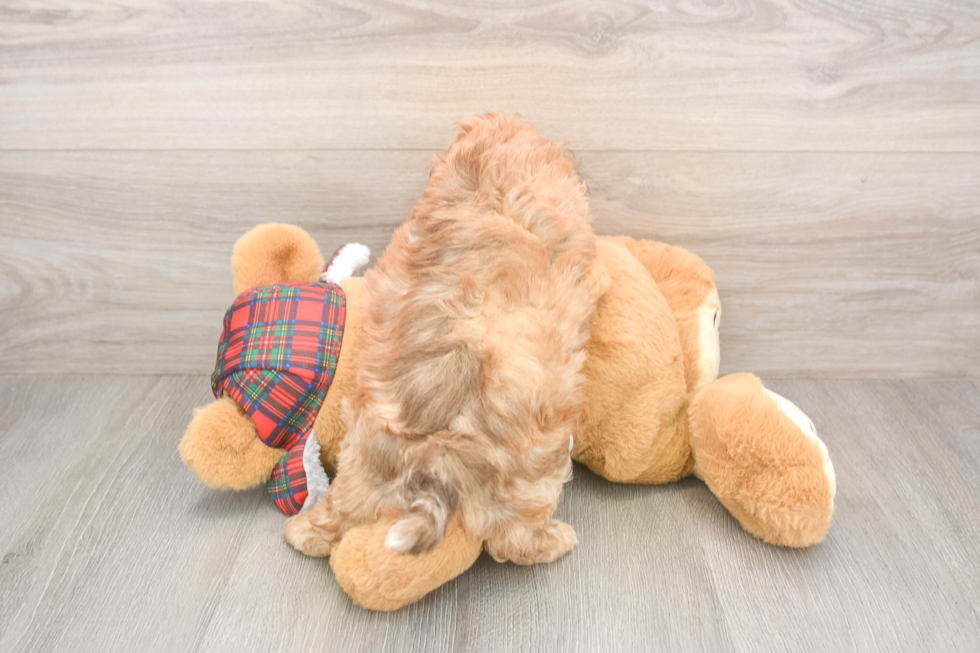 Shih Poo Puppy for Adoption