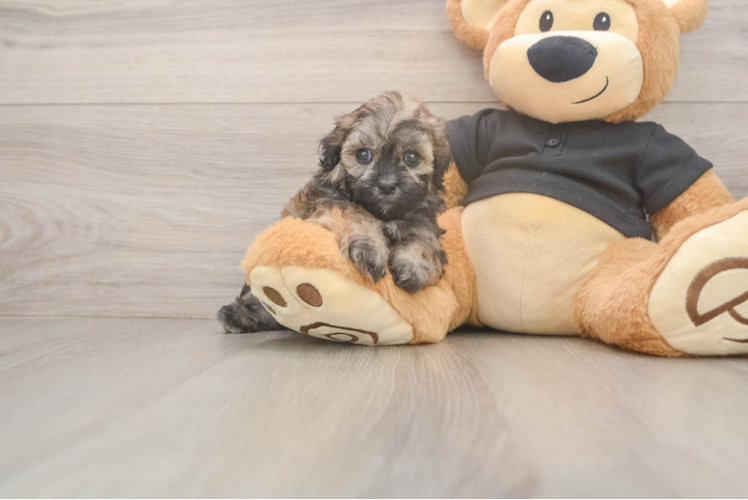 Shih Poo Pup Being Cute
