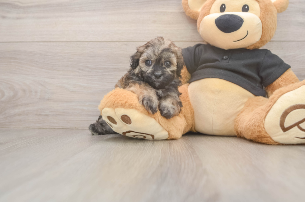7 week old Shih Poo Puppy For Sale - Puppy Love PR