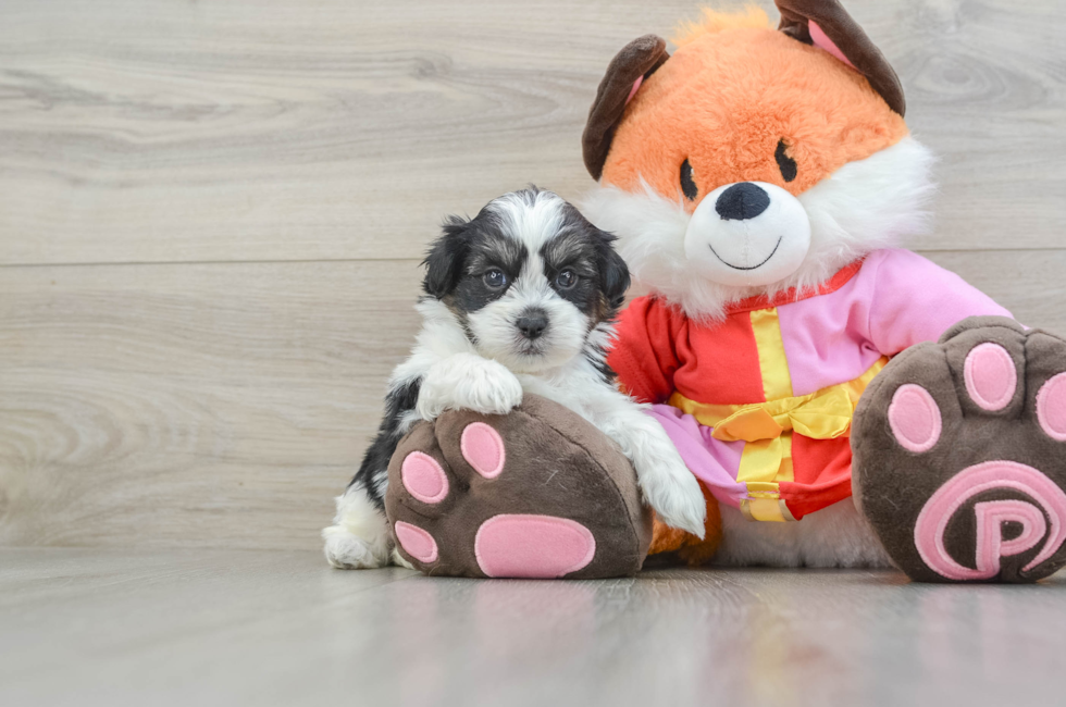 5 week old Shih Poo Puppy For Sale - Puppy Love PR