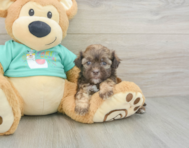 7 week old Shih Poo Puppy For Sale - Puppy Love PR
