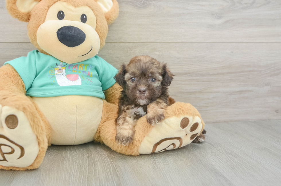 5 week old Shih Poo Puppy For Sale - Puppy Love PR