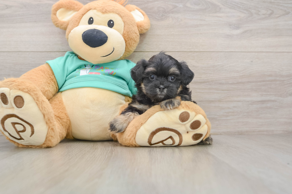 Hypoallergenic Shih Poo Poodle Mix Puppy