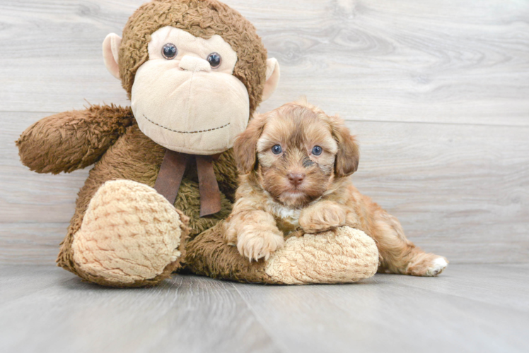 Shih Poo Pup Being Cute