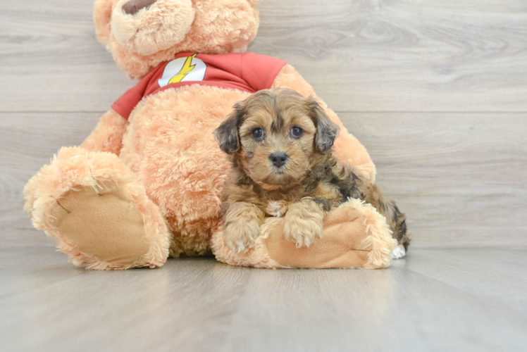 Hypoallergenic Shih Poo Poodle Mix Puppy