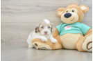 Shih Poo Pup Being Cute