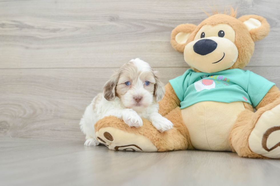 Shih Poo Pup Being Cute