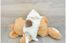 Smart Shih Poo Poodle Mix Pup