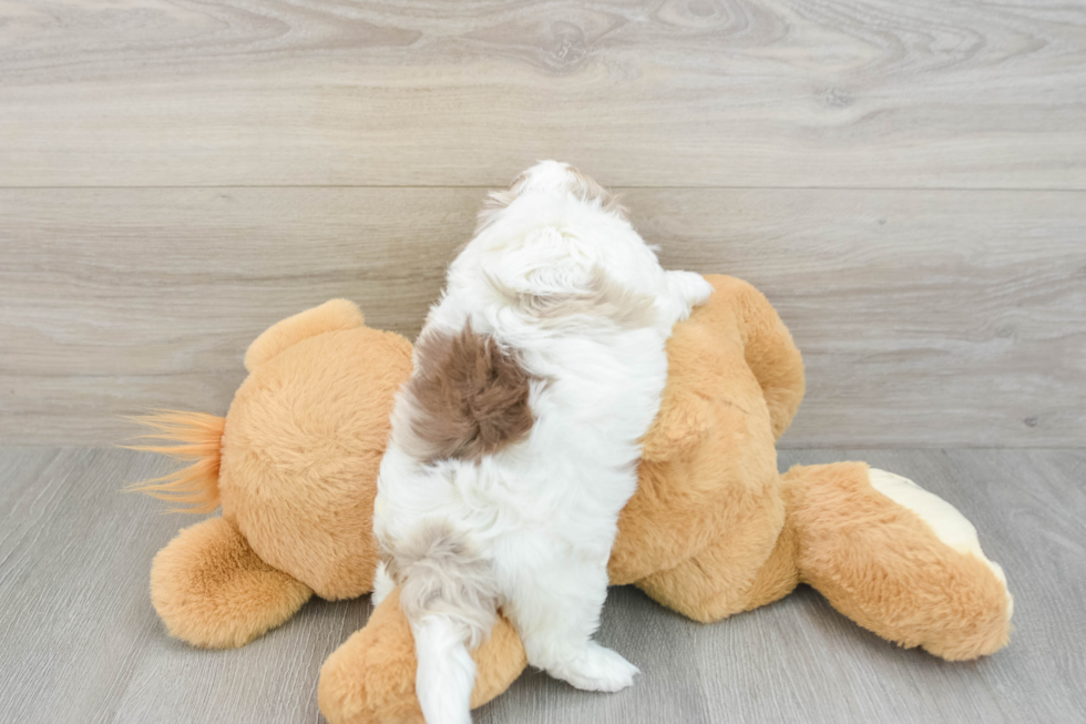 Smart Shih Poo Poodle Mix Pup