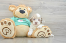 Happy Shih Poo Baby