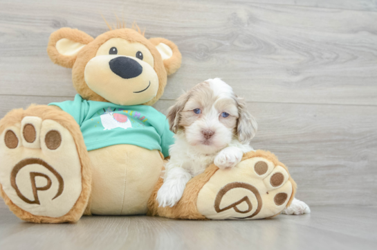 Happy Shih Poo Baby
