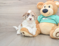 8 week old Shih Poo Puppy For Sale - Puppy Love PR