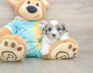 7 week old Shih Poo Puppy For Sale - Puppy Love PR