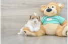 Best Shih Poo Baby