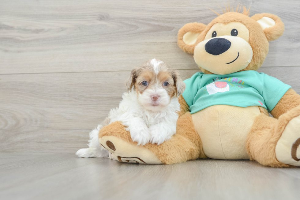Best Shih Poo Baby