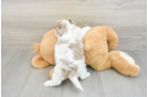Petite Shih Poo Poodle Mix Pup
