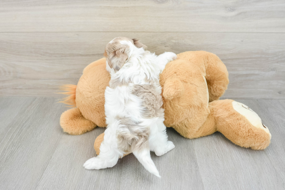 Petite Shih Poo Poodle Mix Pup