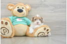 Shih Poo Pup Being Cute
