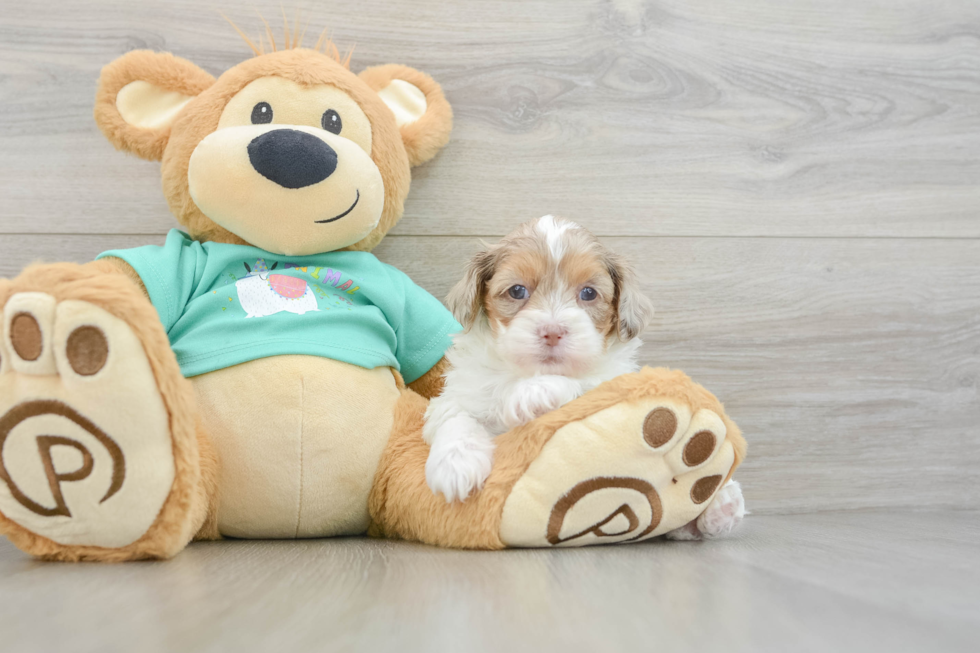 Shih Poo Pup Being Cute