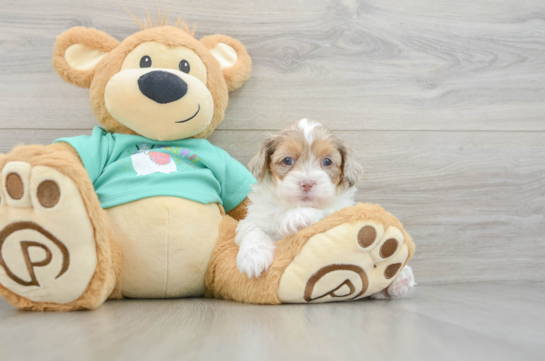 Shih Poo Pup Being Cute