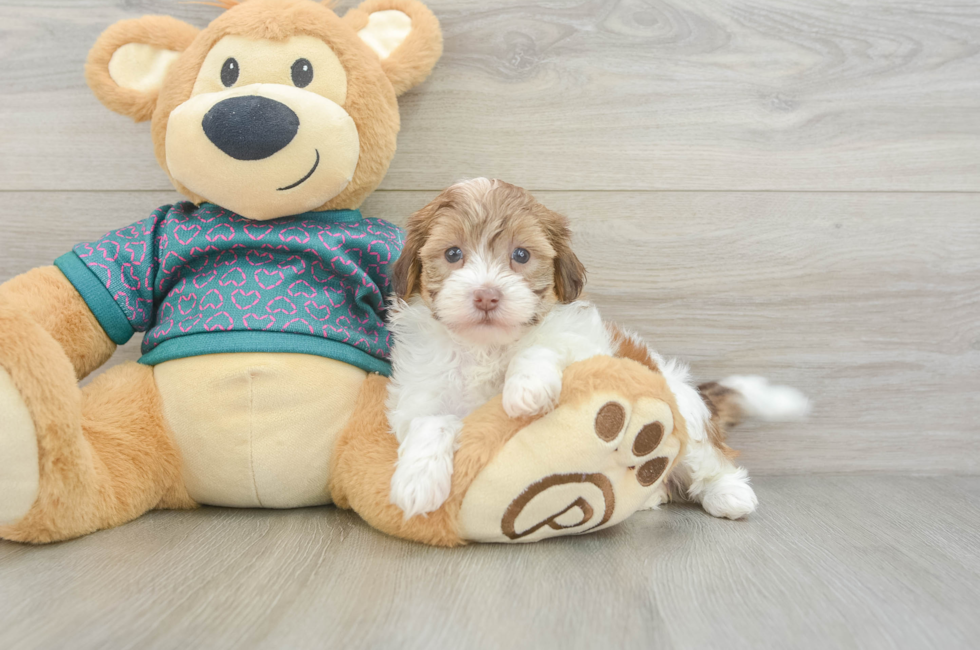 5 week old Shih Poo Puppy For Sale - Puppy Love PR
