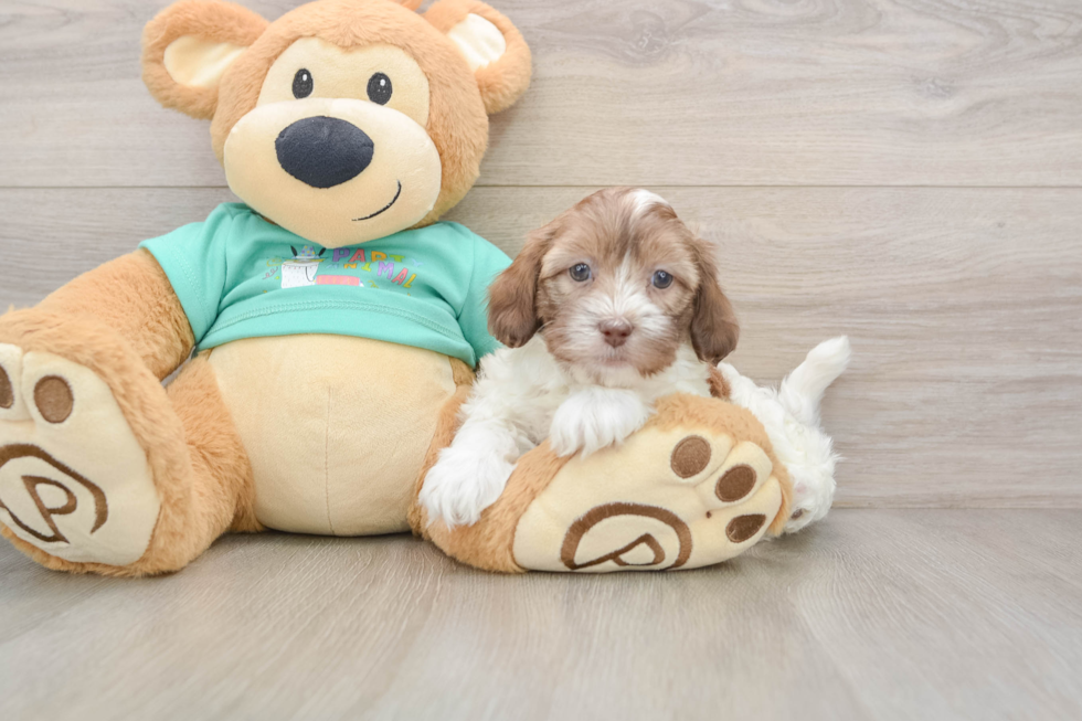 Shih Poo Puppy for Adoption