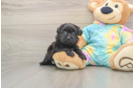 Best Shih Poo Baby