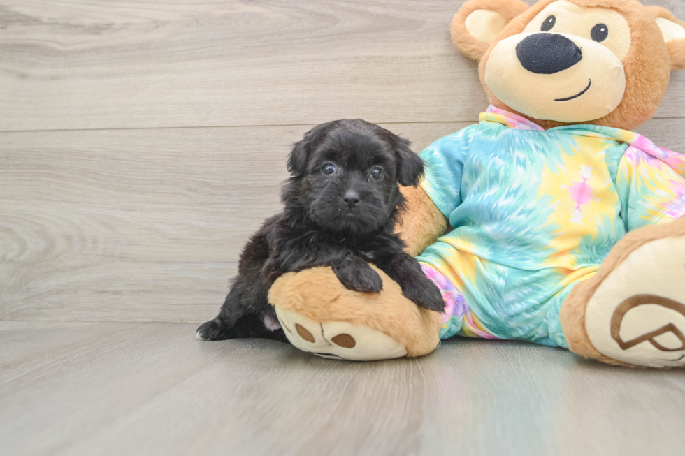 Best Shih Poo Baby