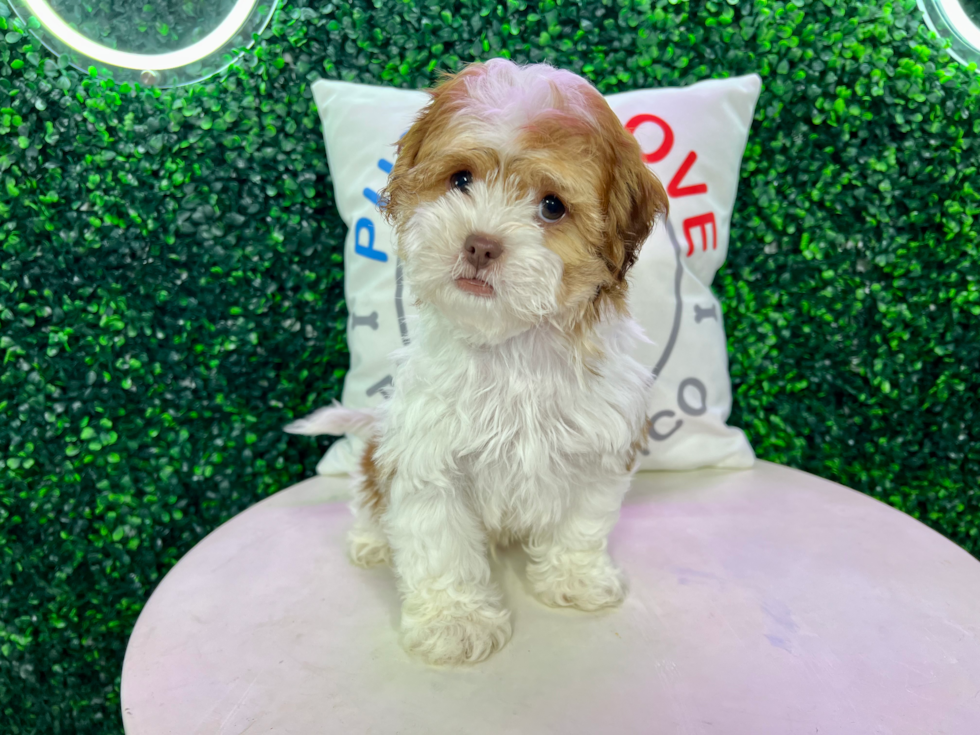 Cute Shihpoo Poodle Mix Puppy