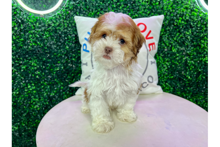 Cute Shihpoo Poodle Mix Puppy