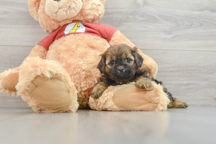 Shih Poo Pup Being Cute