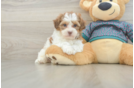 Smart Shih Poo Poodle Mix Pup