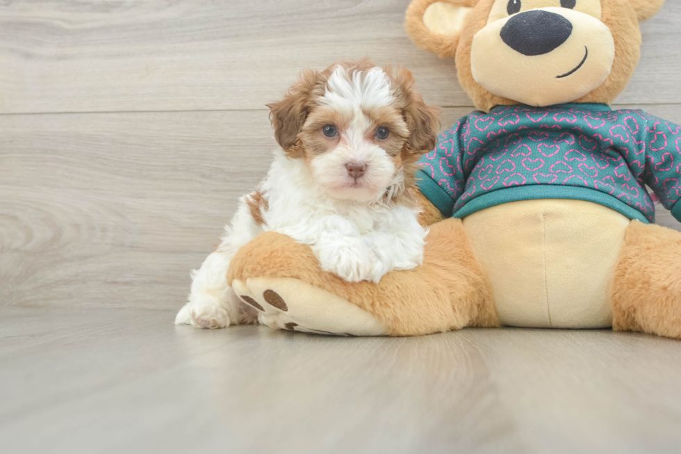 Smart Shih Poo Poodle Mix Pup